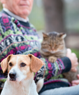 etologia canina online